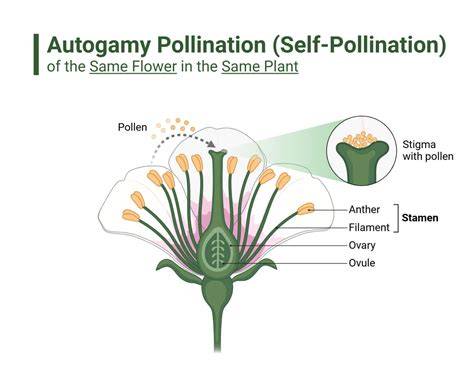 Contrivances self pollination are BisexualityHomogamyCleistogamyAll … - raincitystudios.com