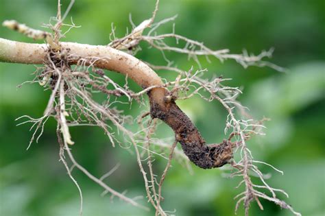 Controlling root rot in plants - searlesgardening.com.au - raincitystudios.com