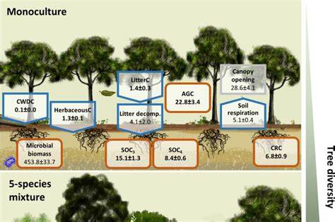 Converting larch monocultures to mixed-species forests: Ten-year ... - raincitystudios.com