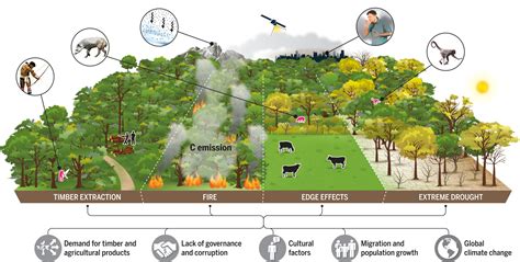 Converting primary forests to cultivated lands: Long-term effects on ... - raincitystudios.com