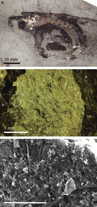 Coprolites, Gut Contents and Molecular Archaeoparasitology - wintechmobiles.com