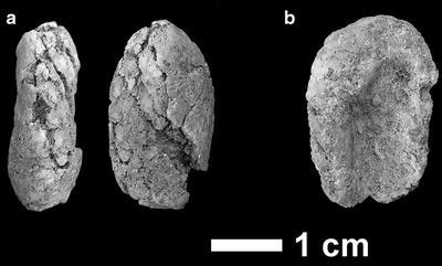 Coprolites: Taphonomic and Paleoecological Implications - Springer - wintechmobiles.com