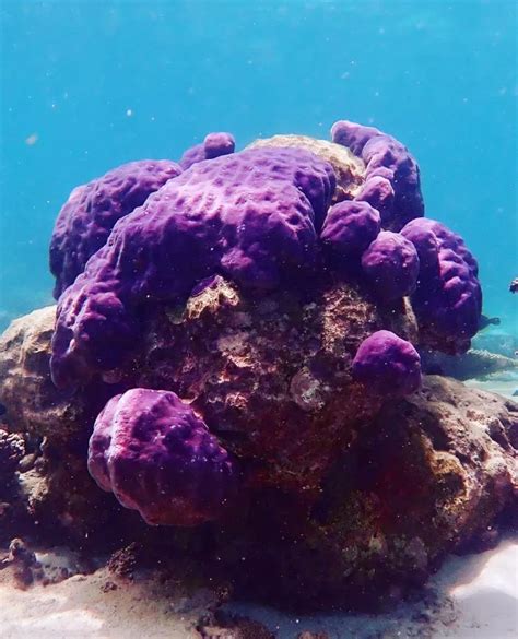 Coral Bay - Explore Parks WA - wintechmobiles.com