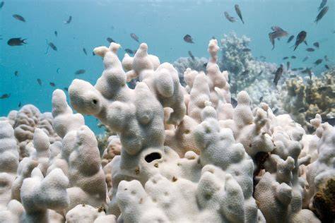 Coral Bleaching | Biodiversity Warriors - Kehati - raincitystudios.com