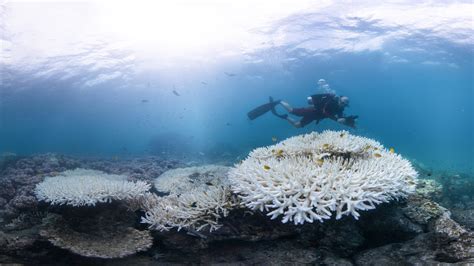 Coral Bleaching Latest News | ICRI - wintechmobiles.com