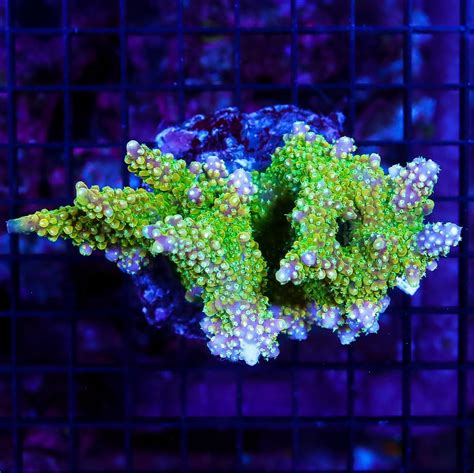 Coral Colonies For Sale - Pacific East Aquaculture - wintechmobiles.com