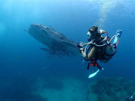 Coral Grand Divers | Koh Tao Diving - raincitystudios.com