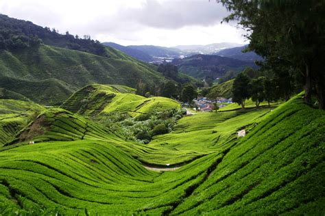 Coral Hill Cameron Highlands - beautiful & mysterious … - raincitystudios.com