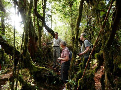 Coral Hill Mossy Forest Trekking - Eco Cameron - raincitystudios.com