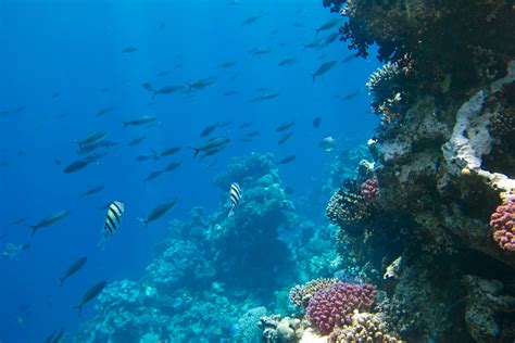 Coral Reef | Roatan Marine Park | Sandy Bay - wintechmobiles.com