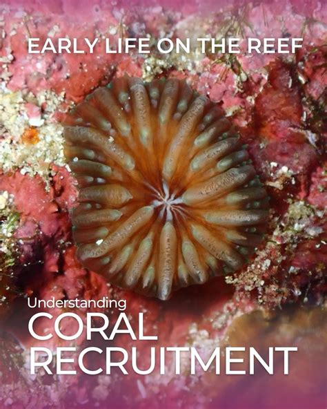 Coral Reef Regeneration: Understanding Recruitment for ... - wintechmobiles.com