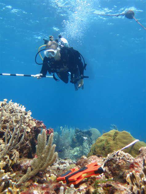 Coral Reef Research Internship | Roatan Institute for … - raincitystudios.com