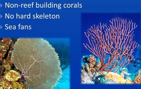 Coral Reefs P1 Flashcards | Quizlet - muktibox.com