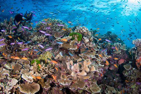 Coral reefs - UNEP - UN Environment Programme - raincitystudios.com