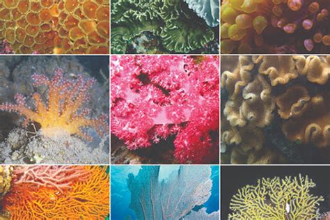 Corals Tutorial: Corals Tutorial: - NOAA's National … - wintechmobiles.com