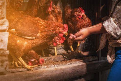 Corn for Chickens and Other Chicken Myths - Backyard Poultry - raincitystudios.com