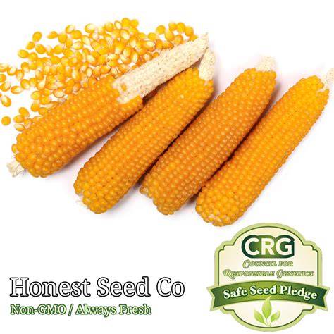 Corn Seeds - Baker Creek Heirloom Seeds - raincitystudios.com