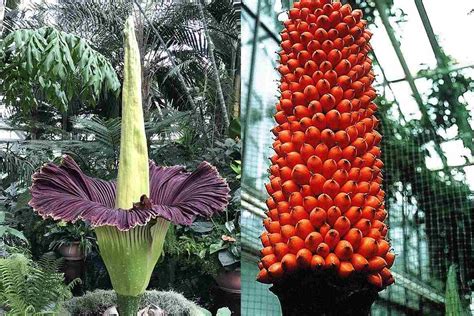 Corpse Plants - muktibox.com