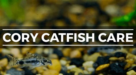 Cory Catfish (Corydoras):Expert Care & Breeding Guide - muktibox.com