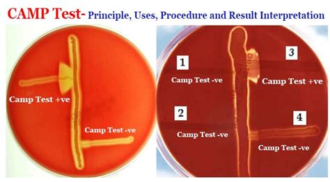 CORe Latest Test Camp