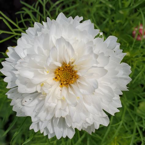 COSMOS `Double Click Snowpuff