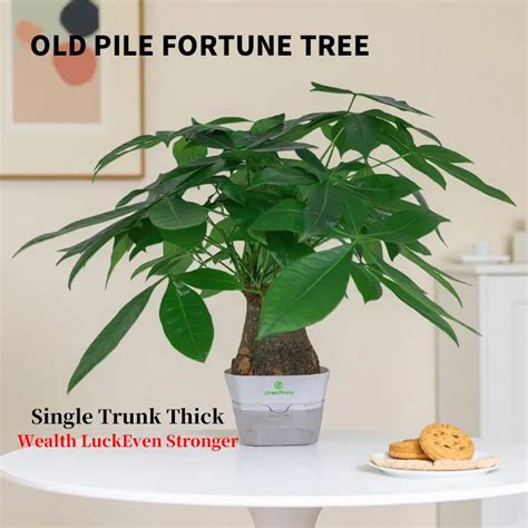 Costa Farms Money Tree Live Plant in Decorative Pot, Air Purifying ... - raincitystudios.com