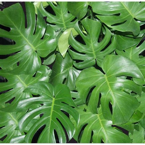 COSTA NURSERY Assorted Philodendron - 10