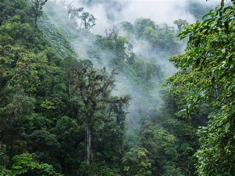 Costa Rica Cloud Forest Destinations - raincitystudios.com