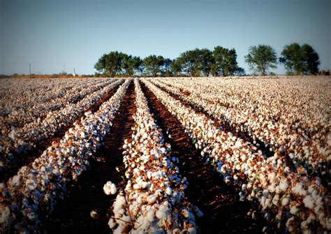 Cotton: From Field to abric - raincitystudios.com