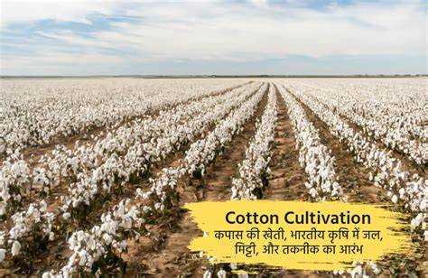 Cotton Cultivation; Planting, Harvesting Guide | Asia Farming - raincitystudios.com