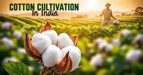 Cotton Cultivation: How to Cultivate Cotton in India [A Guide for Farmers] - raincitystudios.com