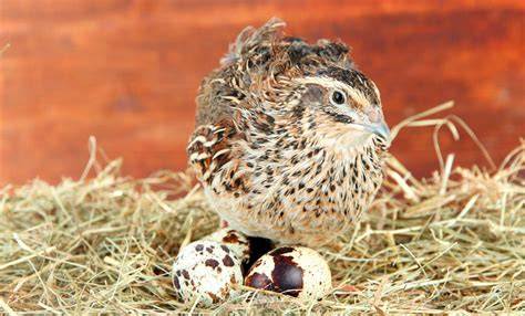 Coturnix Quail keep laying soft egg. - BackYard Chickens - raincitystudios.com