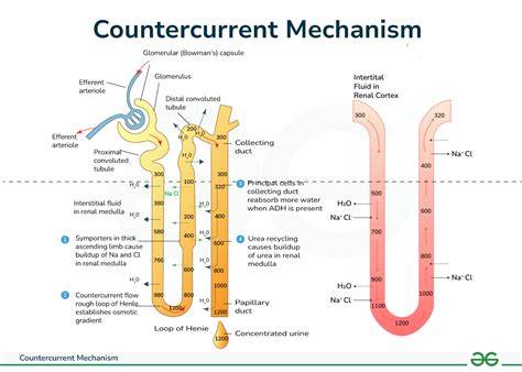 Countercurrent Mechanism - BYJU'S - raincitystudios.com