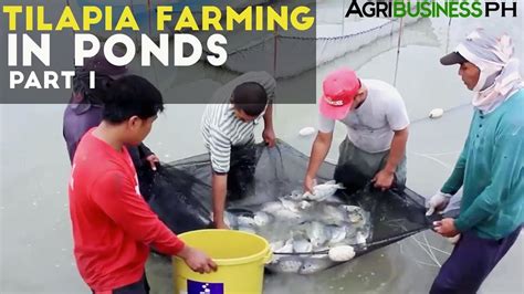 COUNTRY REPORT ON MARINE FARMING IN THE PHILIPPINES1 …