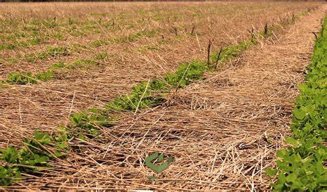 Cover Crop Seeding Methods - Natural Resources Conservation Service - raincitystudios.com