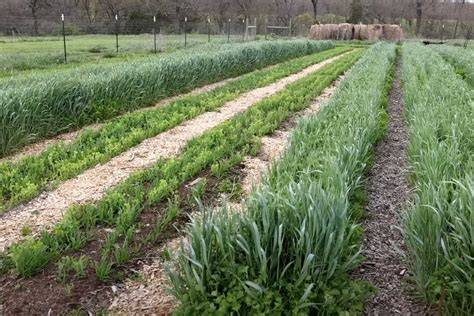Cover Crops | Intermountain Fruit | USU - raincitystudios.com