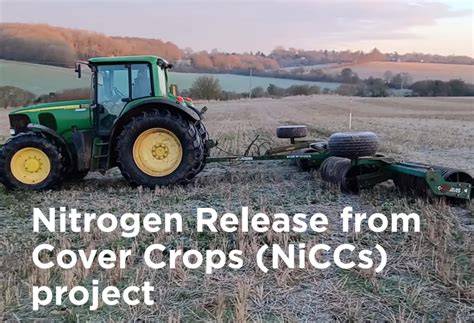 Cover crops and nitrogen scavenging - MSU Extension - raincitystudios.com