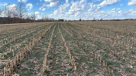Cover crops as a tool to reduce reliance on intensive tillage and ... - raincitystudios.com