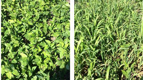 Cover Crops For Nitrogen Fixation - Peaceful Plantings - raincitystudios.com