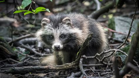 COVID origins data point to raccoon dogs in Wuhan market