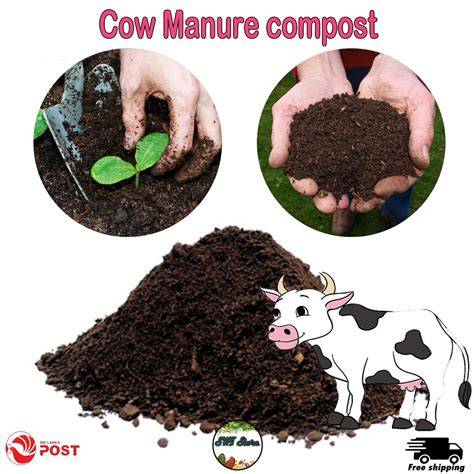Cow Manure Composting: Methods, Benefits, and Uses - raincitystudios.com