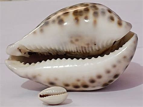 Cowrie Shell - National Museum of American History - wintechmobiles.com