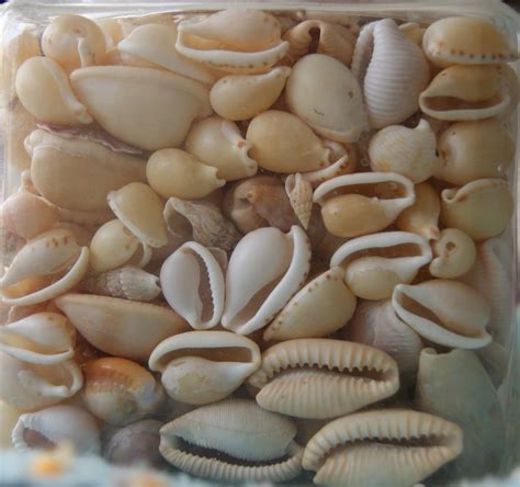 Cowrie Shells: History & Meaning – GEMNIA - wintechmobiles.com