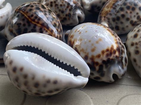 Cowrie Shells | History, Facts & Use In Jewellery - wintechmobiles.com