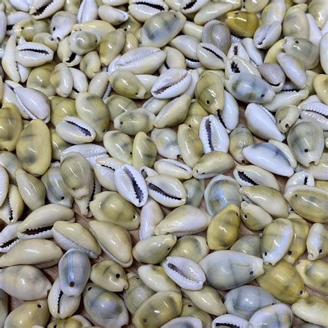 Cowrie shells - (African American History - Fiveable - wintechmobiles.com