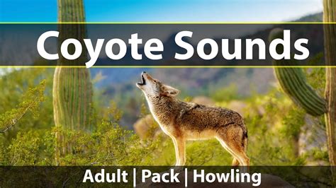 COYOTE SOUNDS – With yips, barks, growls and high pitched