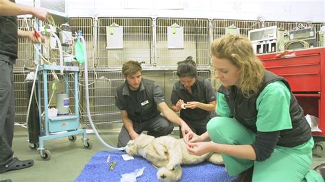 CPR in small animals Davies Veterinary Specialists