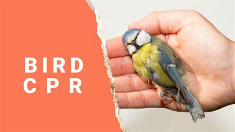 CPR on a bird - YouTube