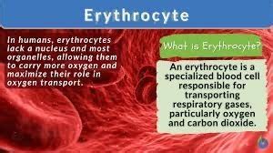 CPT Hemic and Lymphatic Systems Flashcards Quizlet