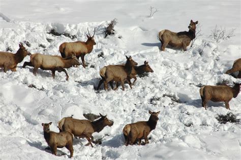CPW plans to cut NW Colorado hunting licenses by more than 40% to protect challenged herds
